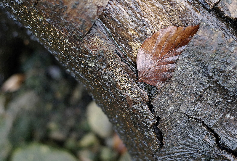 Blatt_DSC2319 Kopie.jpg   26.04.jpg